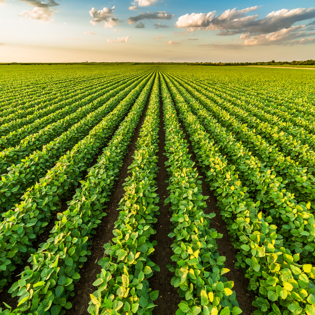 You are currently viewing MP libera R$ 500 milhões para aquisição de alimentos