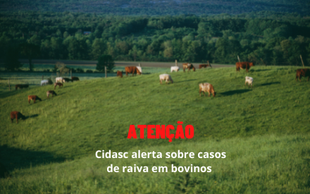 You are currently viewing Cidasc alerta sobre casos de raiva em bovinos no Médio Vale do Itajaí